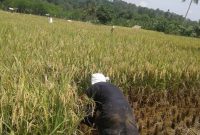 Bulan Maret Jadi Puncak Panen di Sragen, 21.260 Hektar Sawah Produksi 6,26 Ton 
