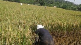 Bulan Maret Jadi Puncak Panen di Sragen, 21.260 Hektar Sawah Produksi 6,26 Ton 