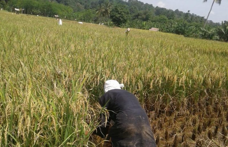 Bulan Maret Jadi Puncak Panen di Sragen, 21.260 Hektar Sawah Produksi 6,26 Ton 