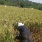 Bulan Maret Jadi Puncak Panen di Sragen, 21.260 Hektar Sawah Produksi 6,26 Ton 