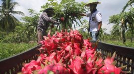Foto: Dok: Pertamina