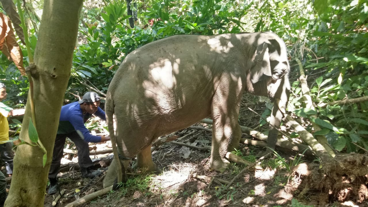Penyelamatan Anak Gajah Sumatera Korban Jerat di Aceh