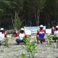 Penanaman bibit mangrove di Pulau Tidung (Foto Pertamina)