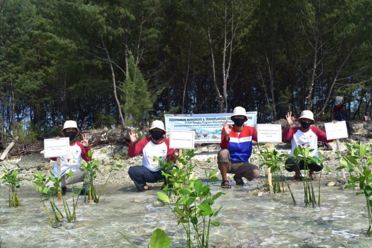 Penanaman bibit mangrove di Pulau Tidung (Foto Pertamina)