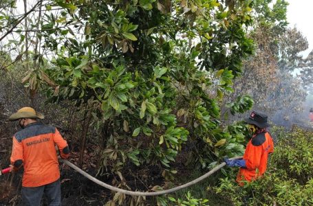 Manggala Agni KLHK Padamkan Titik-Titik Karhutla di Kalimantan Selatan dan Jawa Timur