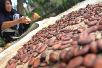 Petani menjemur biji buah kakao di area perkebunan miliknya di Desa Alue Papeun, Kecamatan Tanah Jambo Aye, Aceh Utara, Aceh, Jumat (13/3/2020). Petani setempat mengaku, sejak enam bulan terakhir produksi kakao mengalami penurunan hingga 50 persen akibat terserang hama penggerek buah kakao (Conopomorpha cramerella) dan penyakit buah busuk (Phytophthora palmivora) serta serangan hama tupai. ANTARA FOTO/Syifa Yulinnas/ama.