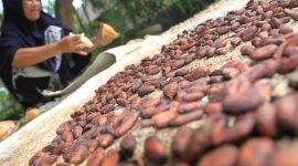 Petani menjemur biji buah kakao di area perkebunan miliknya di Desa Alue Papeun, Kecamatan Tanah Jambo Aye, Aceh Utara, Aceh, Jumat (13/3/2020). Petani setempat mengaku, sejak enam bulan terakhir produksi kakao mengalami penurunan hingga 50 persen akibat terserang hama penggerek buah kakao (Conopomorpha cramerella) dan penyakit buah busuk (Phytophthora palmivora) serta serangan hama tupai. ANTARA FOTO/Syifa Yulinnas/ama.