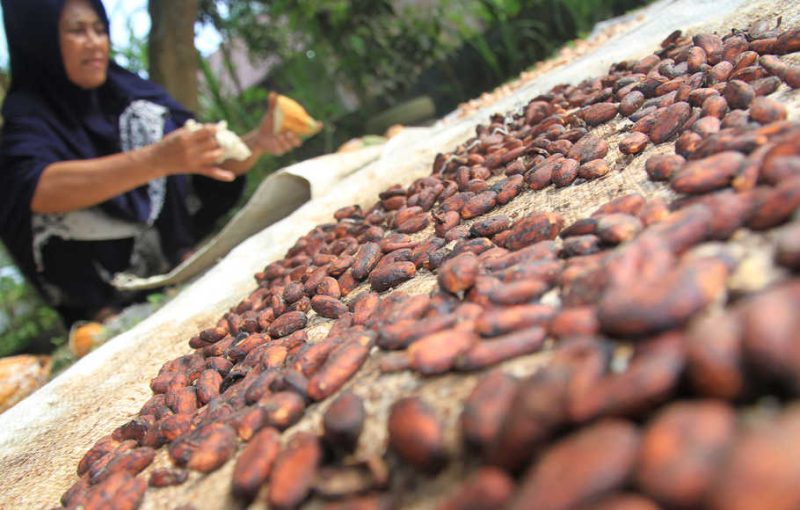 Petani menjemur biji buah kakao di area perkebunan miliknya di Desa Alue Papeun, Kecamatan Tanah Jambo Aye, Aceh Utara, Aceh, Jumat (13/3/2020). Petani setempat mengaku, sejak enam bulan terakhir produksi kakao mengalami penurunan hingga 50 persen akibat terserang hama penggerek buah kakao (Conopomorpha cramerella) dan penyakit buah busuk (Phytophthora palmivora) serta serangan hama tupai. ANTARA FOTO/Syifa Yulinnas/ama.