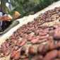 Petani menjemur biji buah kakao di area perkebunan miliknya di Desa Alue Papeun, Kecamatan Tanah Jambo Aye, Aceh Utara, Aceh, Jumat (13/3/2020). Petani setempat mengaku, sejak enam bulan terakhir produksi kakao mengalami penurunan hingga 50 persen akibat terserang hama penggerek buah kakao (Conopomorpha cramerella) dan penyakit buah busuk (Phytophthora palmivora) serta serangan hama tupai. ANTARA FOTO/Syifa Yulinnas/ama.