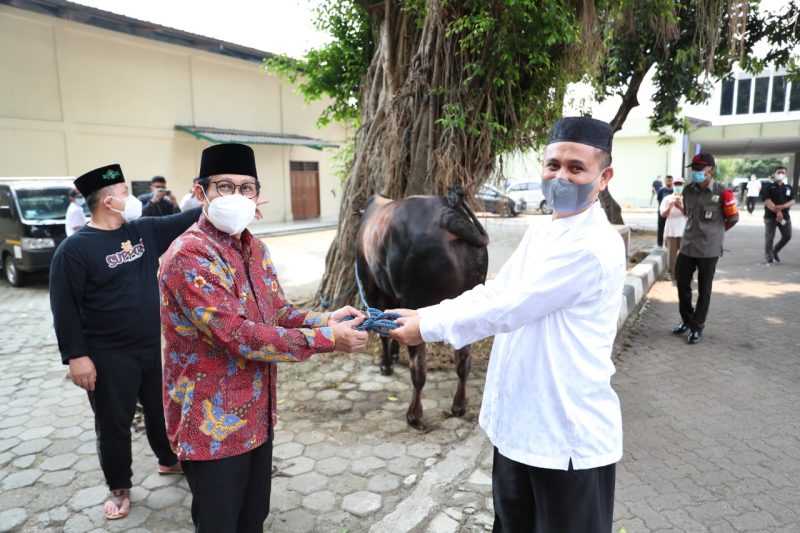  Menteri Desa, PDT dan Transmigrasi Abdul Halim Iskandar di dampingi sekjen Kemendes PDTT Taufik Madjid, memberikan secara simbolis 4 ekor sapi kepada takmir Masjid Al muhajirin untuk dibagikan kepegawai yang berhak dan masyarakat di sekitar kantor Kemendesa PDTT, Rabu (21/7). / Ist