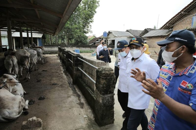 Kunker Menteri Desa, Pembangunan Daerah Tertinggal dan Transmigrasi Abdul Halim Iskandar didampingi isteri Lilik Umi Nasriyah Meninjau Perternakan Sapi dan Ayam di Kecamatan Tanjung Sari Kab. Lampung Selatan Prov. Lampung. 8 September 2021. Foto : Nugrah S