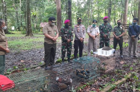 Balai Besar KSDA Papua Barat Melepasliarkan 54 Satwa Liar di Taman Wisata Alam Sorong