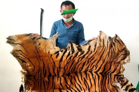 KLHK: Berkas Penyidikan Kasus Harimau di Aceh Lengkap, Siap Disidangkan