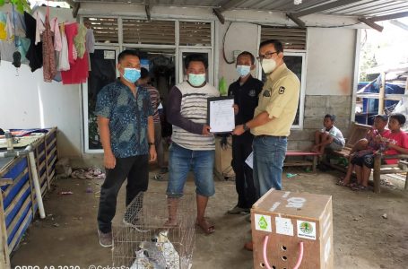 Balai KSDA Yogyakarta Apresiasi Penyerahan Sukareka Elang Alap Tikus dari Masyarakat