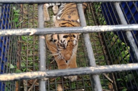 BKSDA Jambi Mengevakuasi Harimau Sumatera Korban Konflik di Jambi