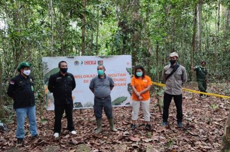 Orangutan “CIKO” Dilepasliarkan di Hutan Lindung Sungai Lesan, Kalimantan Timur