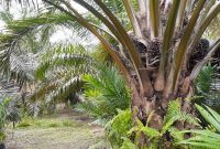 Salah satu perkebunan sawit masyarakat di kawasan hutan / Foto Ist