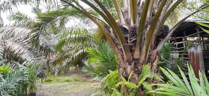Salah satu perkebunan sawit masyarakat di kawasan hutan / Foto Ist