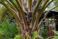 Salah satu contoh kebun sawit masyarakat di areal kawasan hutan di provinsi Riau / foto Istimewa
