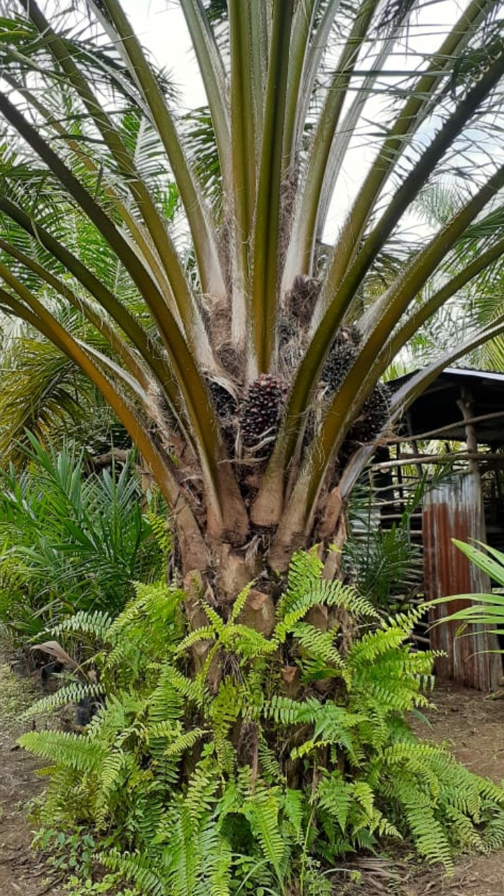 Salah satu contoh kebun sawit masyarakat di areal kawasan hutan di provinsi Riau / foto Istimewa