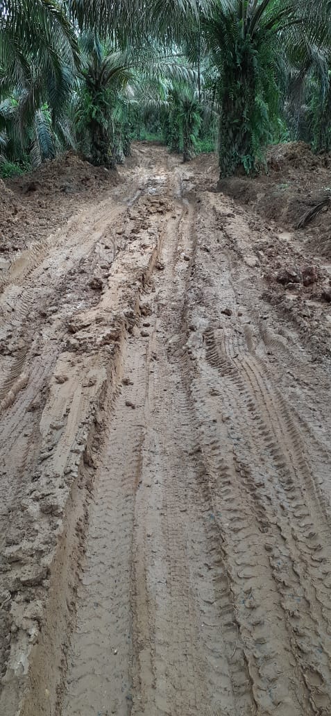 Begini lah kondisi jalan disalah satu kebun kelapa sawit yang digarap oleh masyarakat di kawasan hutan di kecamatan Pucuk Rantau kabupaten wansing Riau ( 30/5/22 )