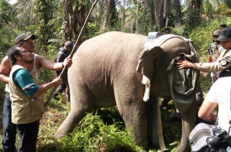 Pemasangan GPS Collar Kedua, Upaya Mitigasi Interaksi Negatif Gajah dan Manusia