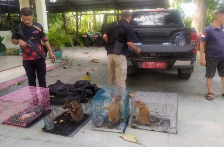 Tersangka Penyelundupan Satwa Liar Dilindungi Segera Diserahkan ke Kejati Gorontalo