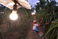 Produktivitas petani buah naga di Banyuwangi, Jawa Timur meningkat setelah memanfaatkan program electrifying agriculture PLN untuk penerangan lampu guna mempercepat pertumbuhan pohon buah naga.