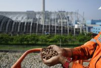 PLN Nusantara Power menggunakan pelet biomassa dari kayu pohon kaliandra merah sebagai substitusi batu bara di PLTU Indramayu, Jawa Barat.