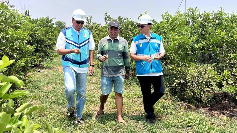 Manajer Unit Layanan Pelanggan (ULP) Sidayu, Sudarmaji (kiri), bersama petani Jeruk asal Kabupaten Gresik, Jawa Timur, Happy Syaifullah (tengah) dan Asisten Manajer Pemasaran PLN Unit Pelaksana Pelayanan Pelanggan (UP3) Gresik, Viky Andrias sedang melihat kondisi kebun jeruk yang telah menggunakan listrik PLN untuk pengairan melalui program electrifying agriculture, Rabu (11/10).