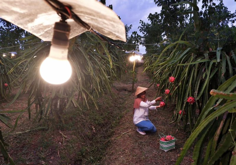 Produktivitas petani buah naga di Banyuwangi, Jawa Timur meningkat setelah memanfaatkan program electrifying agriculture PLN untuk penerangan lampu guna mempercepat pertumbuhan pohon buah naga.