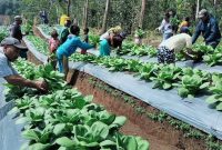 Para anggota Kelompok Tani Desa Berdaya Banera Ndajang sedang melakukan perawatan aneka tanaman Hortikultura.