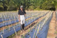 Caption foto: Dedi Hamdani di hamparan kebun cabenya