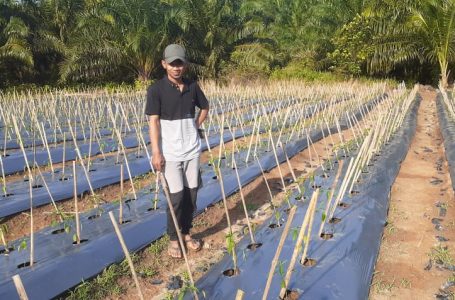 Budidaya Cabe Diminati Petani Muda