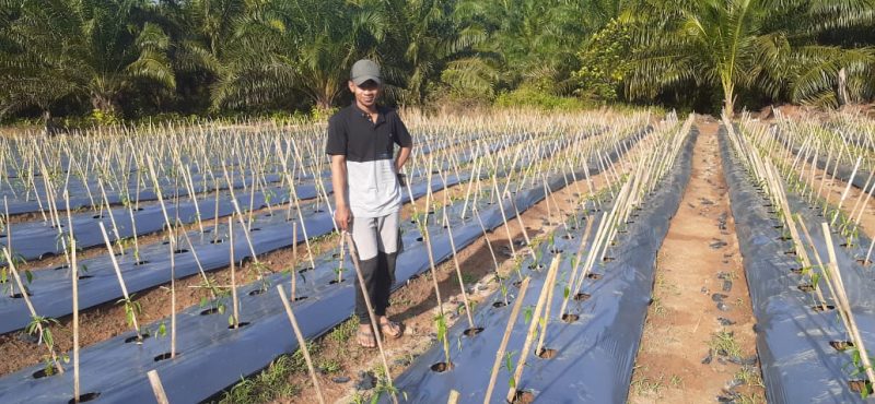 Caption foto: Dedi Hamdani di hamparan kebun cabenya