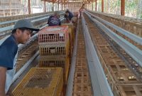 PLN melalui program Tanggung Jawab Sosial dan Lingkungan membina kelompok ternak ayam Desa Mandiri Gizi di Sukoharjo, Jawa Tengah. Program ini dilakukan sebagai upaya membangun ketahanan pangan dalam mencegah  stunting pada anak.