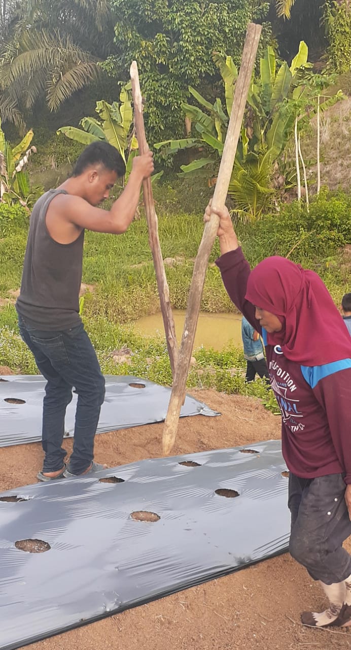 Nenek Sunarti (kanan) sedang menugal (membuat lubang) untuk ditanami cabe, didampingi salah seorang putranya Arif (kiri). (Foto/fay)