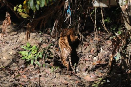 KLHK Lepas Liar Harimau Sumatera “Begu Kluti” ke Habitat Alaminya di Taman Nasional Gunung Leuser
