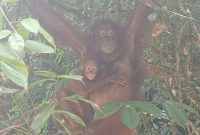 Gambar 1_Orangutan Jojo dan anaknya_Foto oleh Rafael Tenting 2023