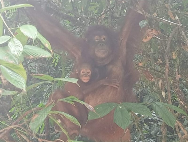 Gambar 1_Orangutan Jojo dan anaknya_Foto oleh Rafael Tenting 2023