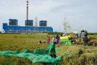 Para petani saat memanen hasil pertaniannya yang tumbuh subur di sekitar wilayah Pembangkit Listrik Tenaga Uap (PLTU) Indramayu.