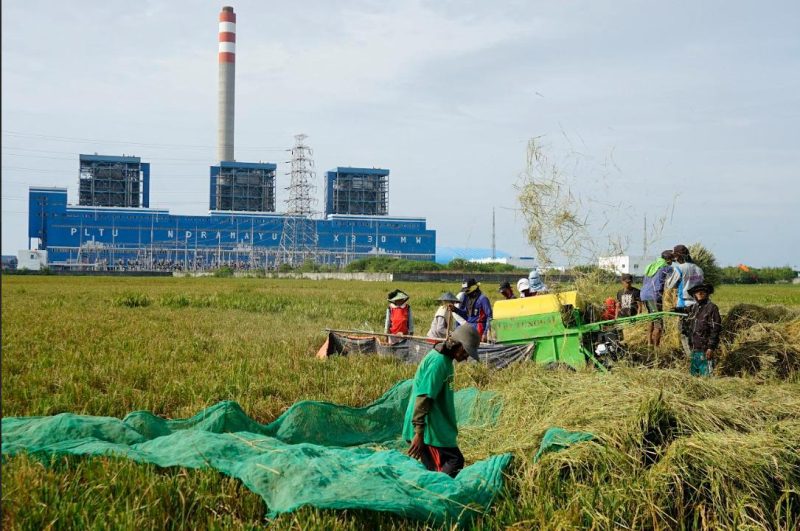 Para petani saat memanen hasil pertaniannya yang tumbuh subur di sekitar wilayah Pembangkit Listrik Tenaga Uap (PLTU) Indramayu.