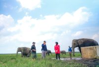 Pegawai PLN IP UBP Keramasan tengah koordinasi lapangan bersama pihak Balai Konservasi Sumber Daya Alam (BKSDA) Provinsi Sumatra Selatan dalam upaya pelestarian Gajah Sumatra (Elephas maximus sumatrensis) yang selaras dengan prinsip Environmental, Social, and Governance (ESG) terkait keanekaragaman hayati.