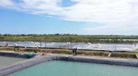 Petugas PLN bersama pemilik tambak udang, Sardi tengah melakukan peninjauan jaringan listrik yang menyuplai tambak udang vaname di Kabupaten Takalar.