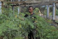 Salah seorang Warga Desa Bojongkapol, Kecamatan Bojonggambir, Kabupaten Tasikmalaya, Jawa Barat sedang menyiapkan bibit pohon indigofera yang nantinya akan ditanami pada lahan kritis sehingga menjadi lebih hijau dan produktif.