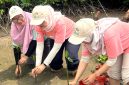 Srikandi PLN ketika melakukan penanaman bibit mangrove di kawasan Ekowisata Cuku Nyinyi, Kabupaten Pesawaran, Lampung. Aksi kesadaran akan lingkungan yang rutin dilakukan secara nasional ini menjadi salah satu wujud penerapan prinsip ESG.