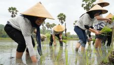 Para relawan Bakti BUMN batch VII bergotong royong bersama masyarakat setempat di Kampung Adat Prailiu Kabupaten Sumba Timur dalam melakukan penanaman padi untuk mendukung program ketahanan pangan.