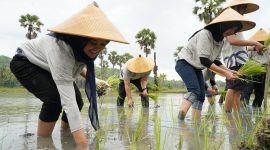 Para relawan Bakti BUMN batch VII bergotong royong bersama masyarakat setempat di Kampung Adat Prailiu Kabupaten Sumba Timur dalam melakukan penanaman padi untuk mendukung program ketahanan pangan.