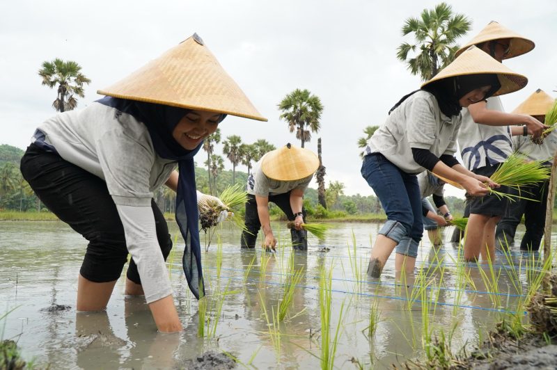 Para relawan Bakti BUMN batch VII bergotong royong bersama masyarakat setempat di Kampung Adat Prailiu Kabupaten Sumba Timur dalam melakukan penanaman padi untuk mendukung program ketahanan pangan.