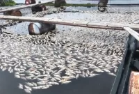 ilustrasi / foto ist